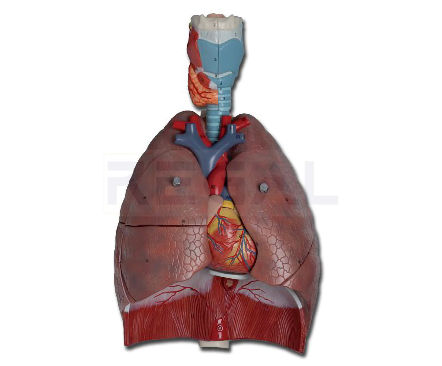 RESPIRATORY SYSTEM - 7 parts