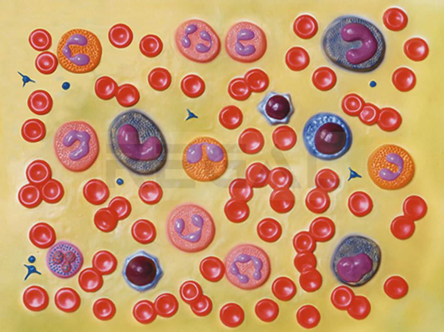 BLOOD CELLS - 2000X