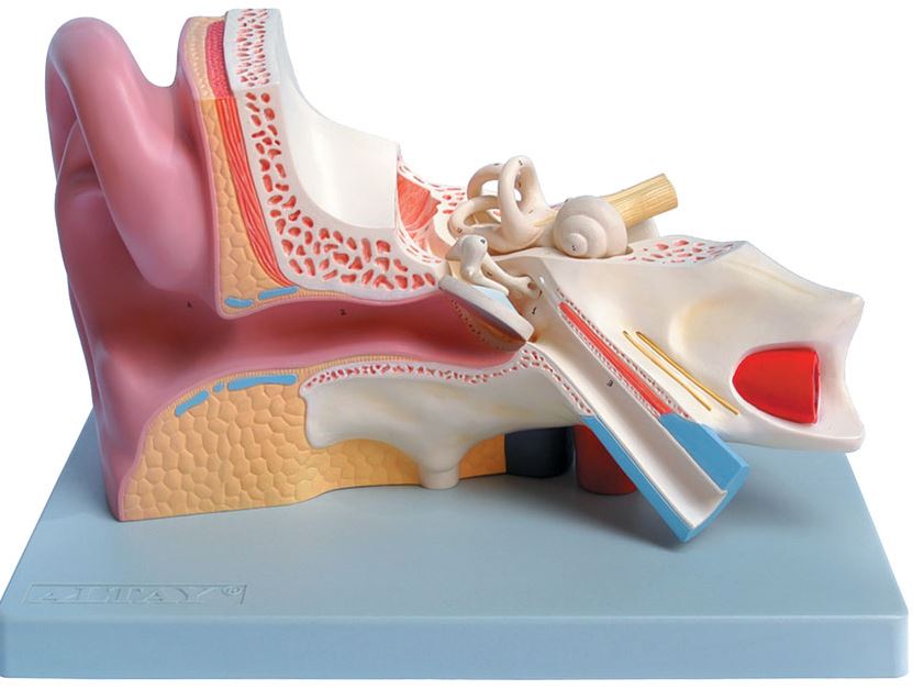 EAR - 3 parts