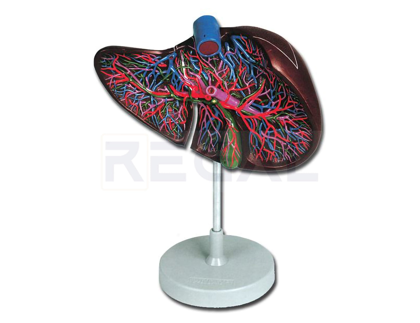 LIVER MODEL