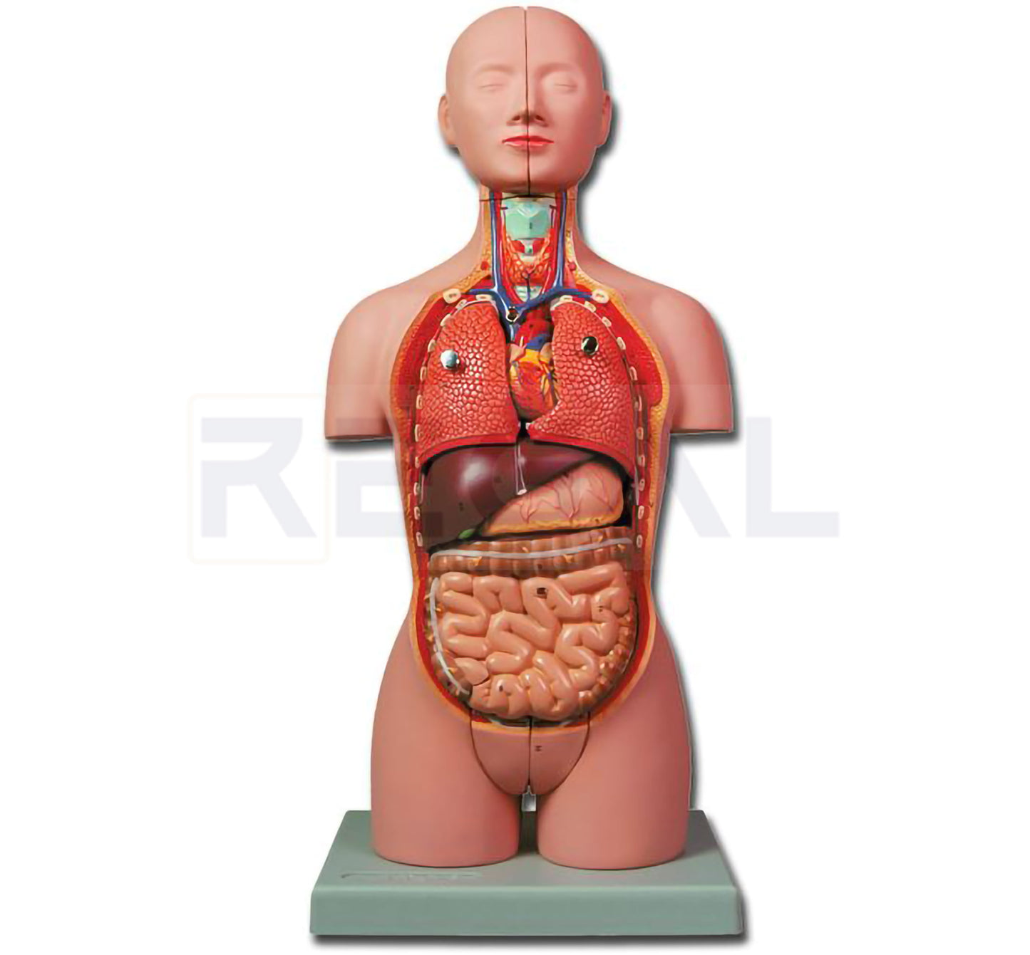 MINI TORSO - 16 parts