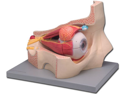 EYE - 11 parts