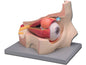 EYE - 11 parts