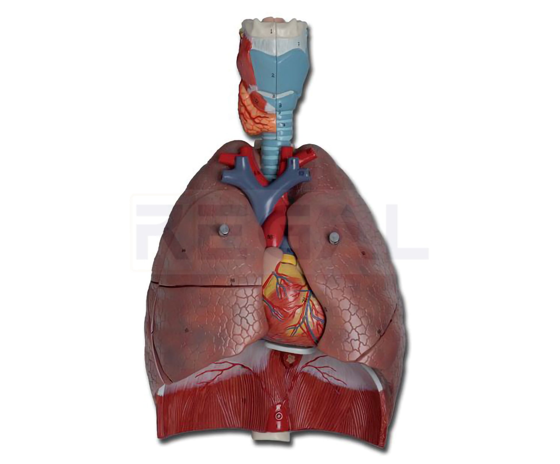 RESPIRATORY SYSTEM - 7 parts
