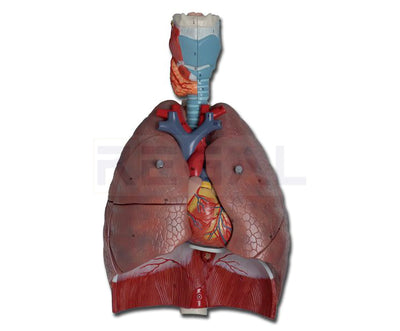 RESPIRATORY SYSTEM - 7 parts