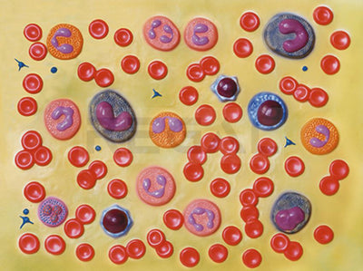 BLOOD CELLS - 2000X