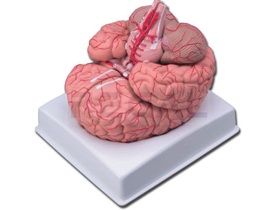 BRAIN WITH ARTERIES