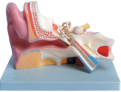 EAR - 3 parts