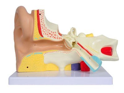 VALUE EAR - 3 parts