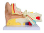 VALUE EAR - 3 parts