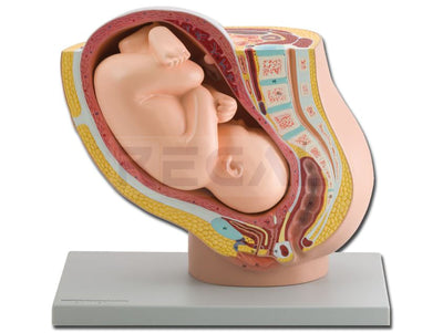 PREGNANCY PELVIS WITH MATURE FETUS - 1X