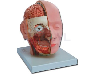 HEAD - 4 parts