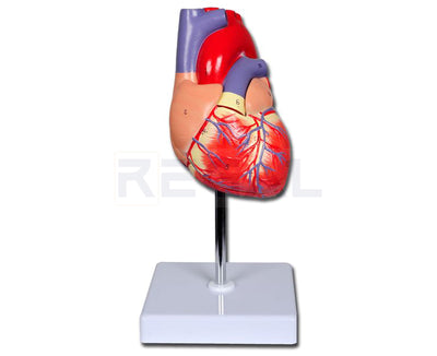 VALUE HEART - 2 parts - 1X