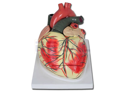 VALUE HEART - 3 parts