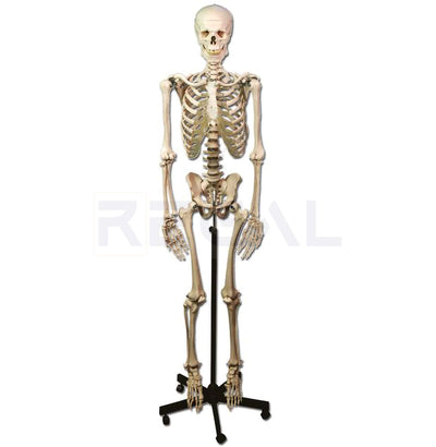 HUMAN SKELETON