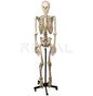 HUMAN SKELETON