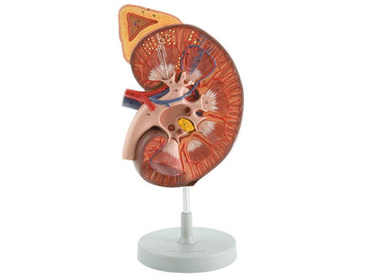 KIDNEY WITH ADRENAL GLAND + RENAL CORPUSCLE
