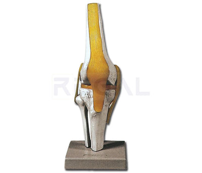 KNEE JOINT