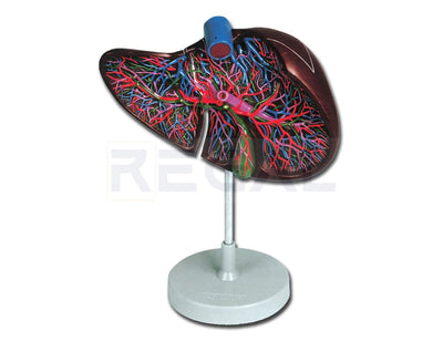 LIVER MODEL