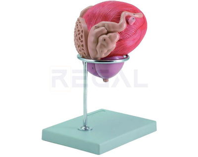 MALE URINARY BLADDER WITH PROSTATE
