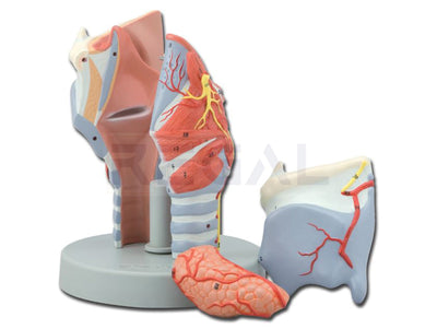 LARYNX MODEL - 5 parts