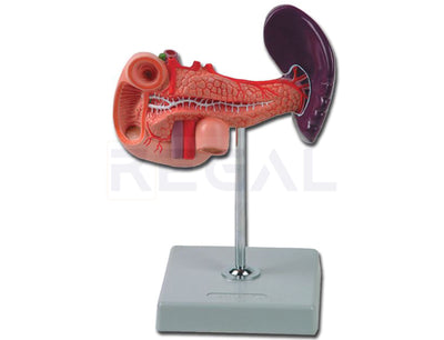 PANCREAS, DUODENUM AND SPLEEN