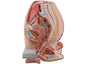 PELVIS - female - 3 parts
