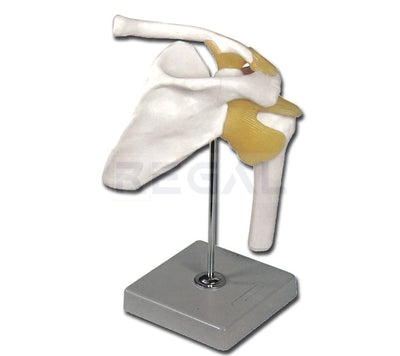 SHOULDER JOINT