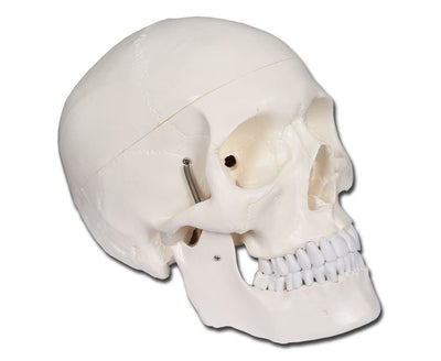 VALUE HUMAN SKULL - 1X