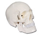 VALUE HUMAN SKULL - 1X