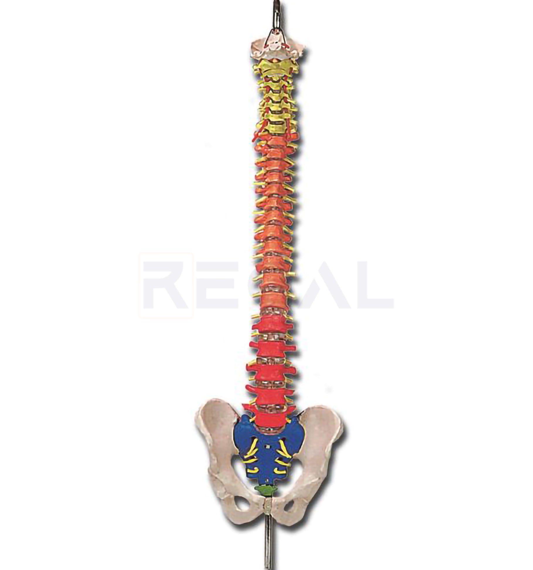 SPINAL COLUMN with colour coded regions – Regal Medical