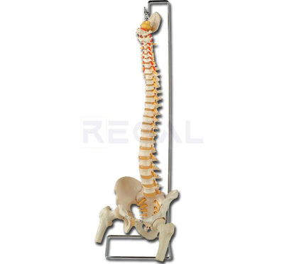 FLEXIBLE VERTEBRAL COLUMN with femur heads