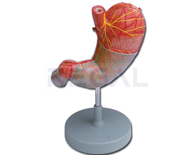 STOMACH - 2 parts
