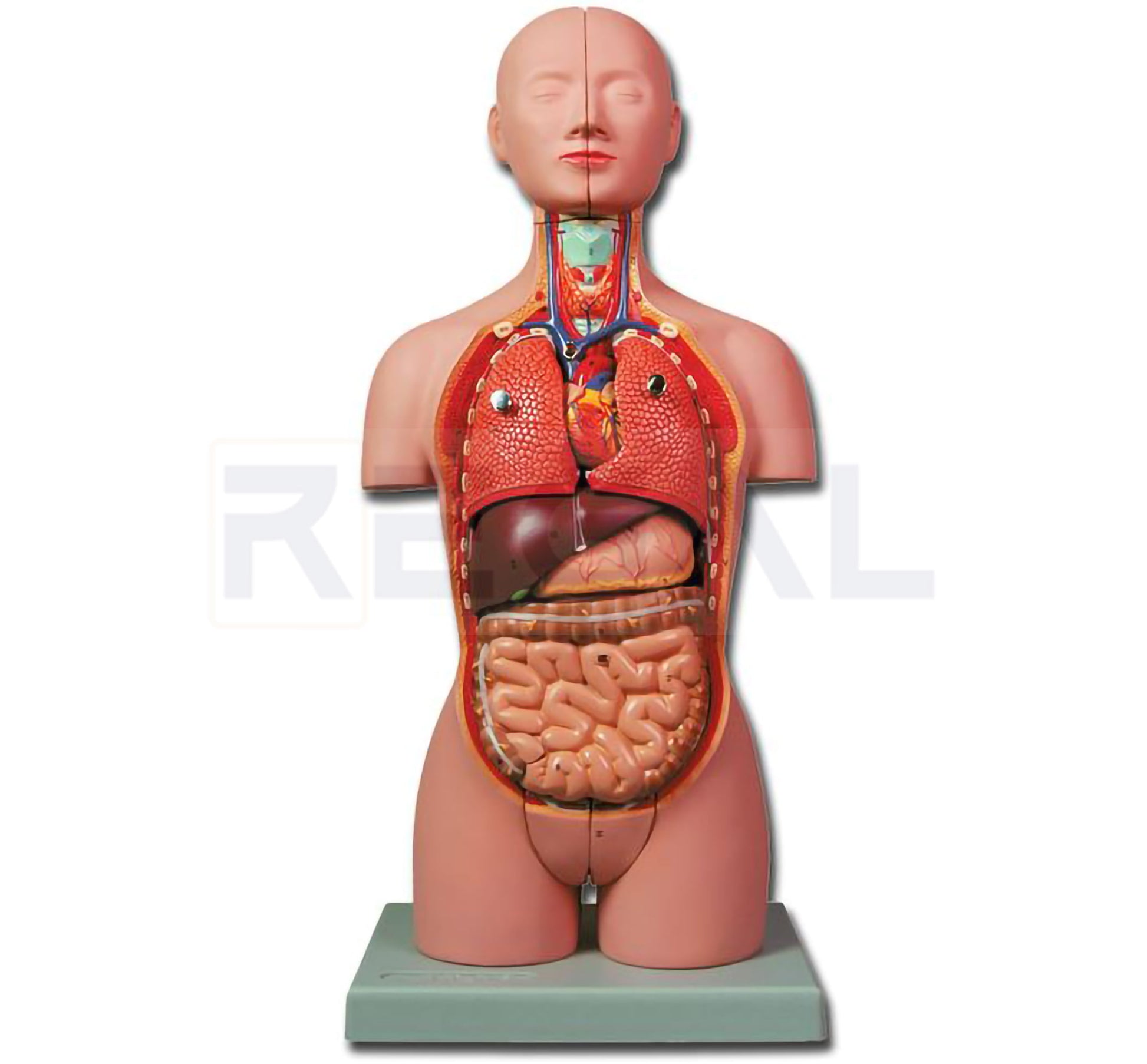MINI TORSO - 16 parts