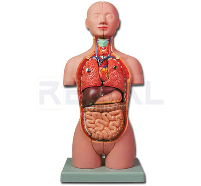 MINI TORSO - 16 parts